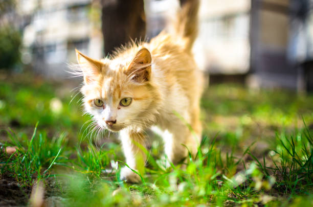 istock Little long-haired kitten is walking a bright photo 1182718396