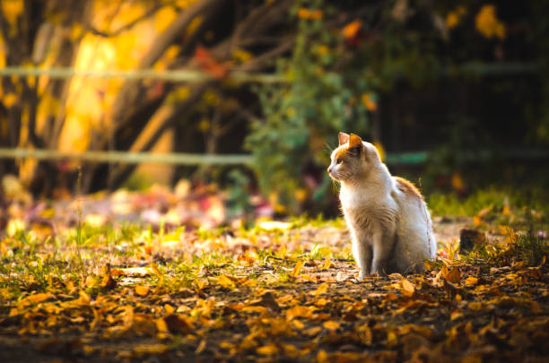 Autumn photos in true autumn colors, rakish and orange leaves and green grass, beautiful sunset light and homeless cats. In the area there are a lot of cats of various colors and characters. Kharkov, Ukraine