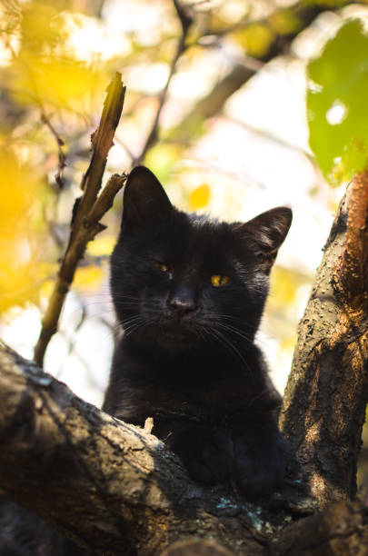 istock Black cat on a tree with yellow foliage, with bad eyes 1182718819