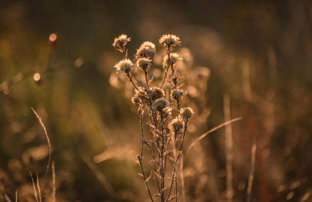 istock Wild plants in autumn 1182719389