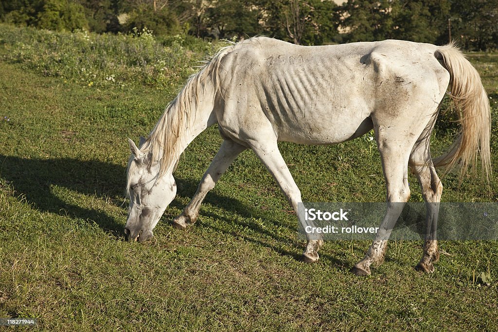 Ill horse  Horse Stock Photo