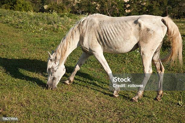 Ill Horse Stock Photo - Download Image Now - Horse, Poverty, Abandoned