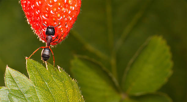 "harvest von ant" – Foto