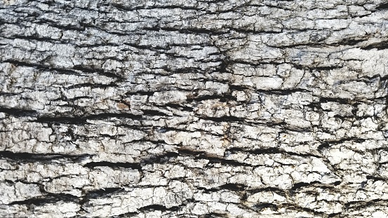 The tough bark of the Leadwood Tree (combretum imberbe) in Etosha National Park, Namibia