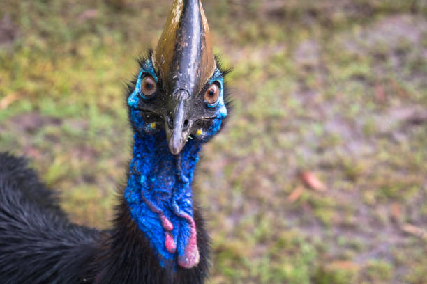 portrait of an almost extinct southern helmet cassowary on the beach of Etty Bay in north Queensland, Australia, on a rainy day.