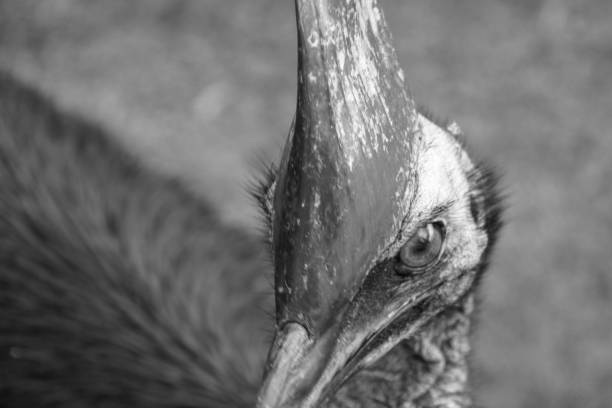 istock a helmet cassowary in Etty Bay 1182721076