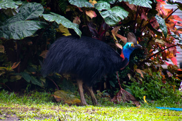 istock a helmet cassowary in Etty Bay 1182721104