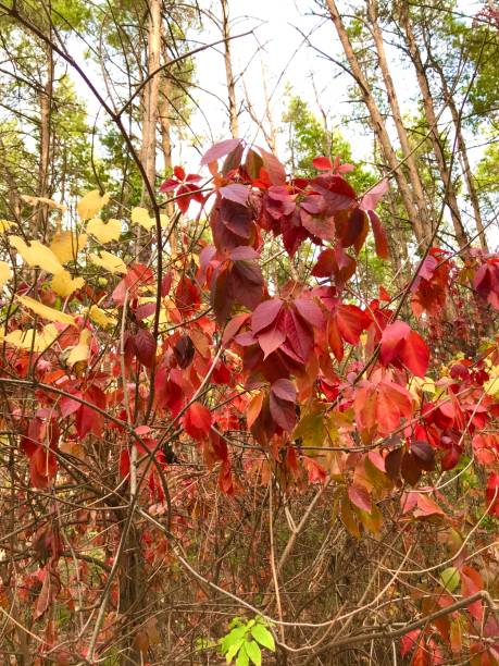 istock Multicolored leaves on the branches of the shrub. 1182721275