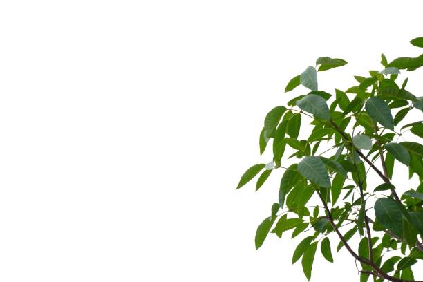 istock Tropical tree leaves with branches on white isolated background 1182722198