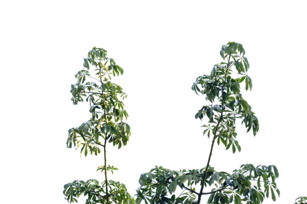 istock Tropical tree leaves with branches on white isolated background for green foliage backdrop 1182722357