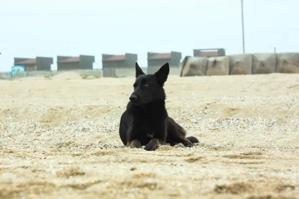 A black dog is sitting on the sand beach. Cold foggy rainy weather. Walking with pets. Travel street photography. Autumn and winter sea shore background.