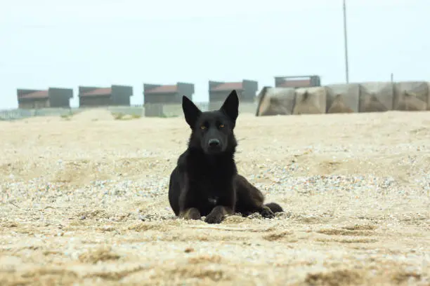 A black dog is sitting on the sand beach. Cold foggy rainy weather. Walking with pets. Travel street photography. Autumn and winter sea shore background.