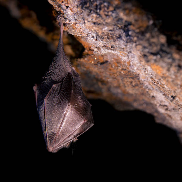 istock Close up small sleeping lesser horseshoe bat (Rhinolophus hipposideros)  hanging upside down on top of  cave 1182723408