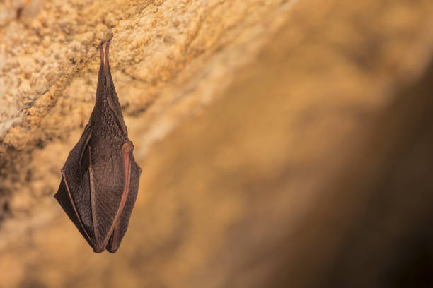 Close up small sleeping lesser horseshoe bat (Rhinolophus hipposideros)  hanging upside down on top of  cave Close up group of small sleeping horseshoe bat covered by wings, hanging upside down on top of cold natural rock cave while hibernating. Wildlife photography, creative lighting using flash lights. echolocation photos stock pictures, royalty-free photos & images