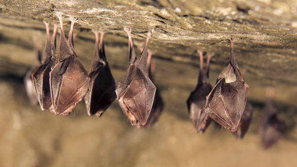 Close up small sleeping lesser horseshoe bat (Rhinolophus hipposideros)  hanging upside down on top of  cave Close up group of small sleeping horseshoe bat covered by wings, hanging upside down on top of cold natural rock cave while hibernating. Wildlife photography, creative lighting using flash lights. bat animal photos stock pictures, royalty-free photos & images