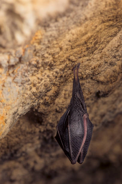 istock Close up small sleeping lesser horseshoe bat (Rhinolophus hipposideros)  hanging upside down on top of  cave 1182723805