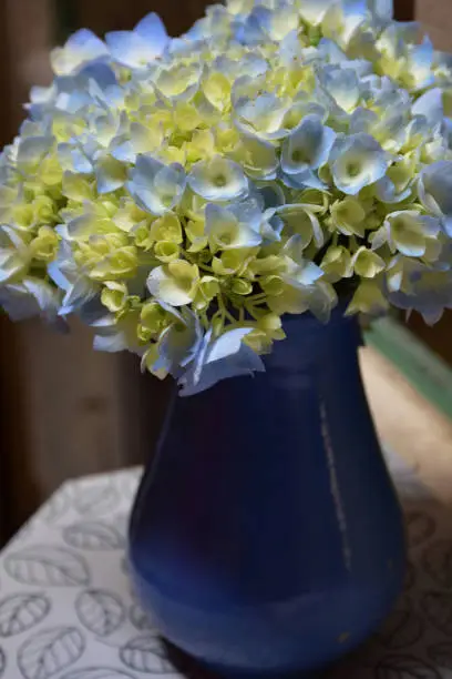 Bouquet of blue hydrangea flowers in a blue vase.