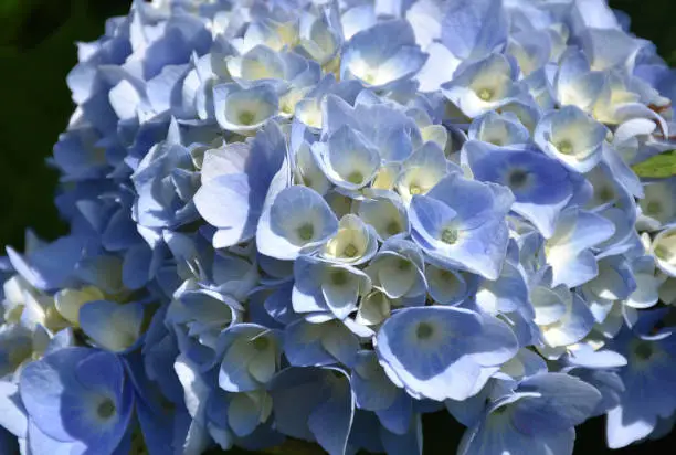 Beautiful close up look at aflowering blue hydrangea blossom.