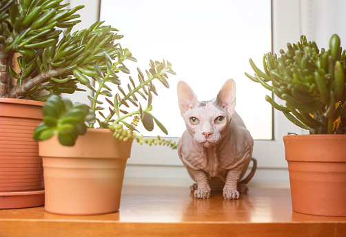 hairless sphynx cat sitting on wooden window sill between various houseplants looking at camera