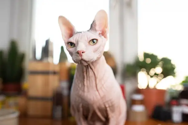 hairless sphynx cat standing on kitchen table in front of window waiting for food looking