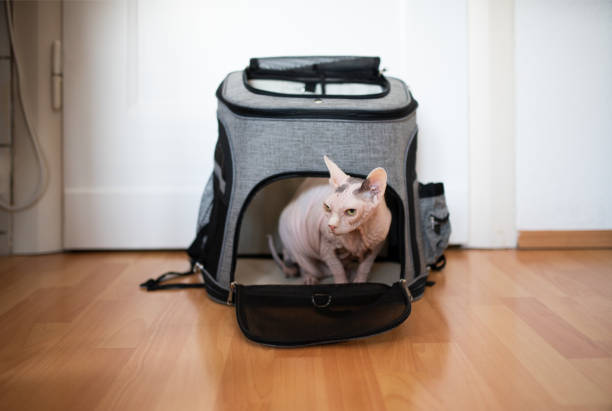 istock hairless sphynx cat 1182725576