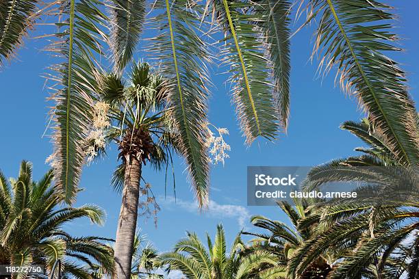Palmeira - Fotografias de stock e mais imagens de Cor verde - Cor verde, Cultura Mediterrânica, Céu