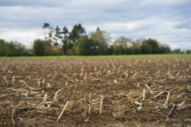 Harvested field in perspective, low angle view. Grove in the background.