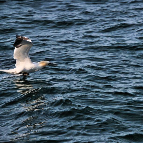istock A view of a Gannet flying and Diving 1182728863