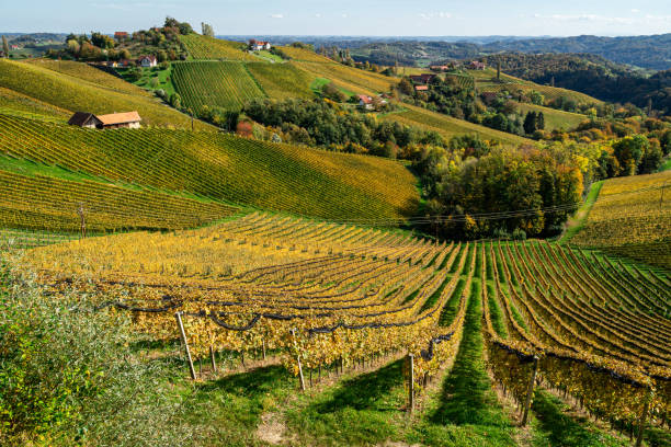 istock Vineyards in autumn colors 1182730743