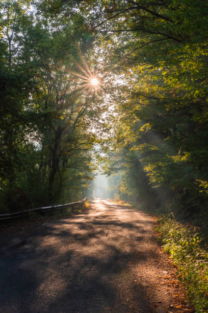 istock Mountain road lighten by the morning sun rays during mist 1182730797