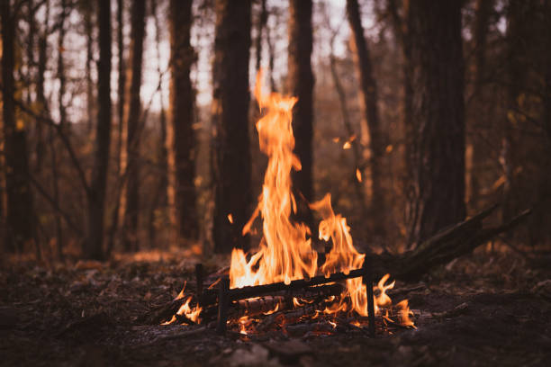 bonfire in the autumn pine forest. dusk. - pine sunset night sunlight imagens e fotografias de stock