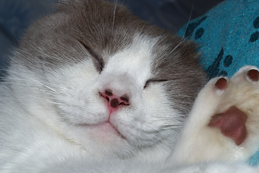 Close-up of a sleeping cat with white gray fur