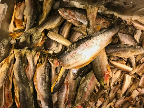 istock the fish in the freezer 1182731711