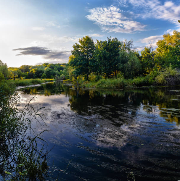 istock Summer landscape of the river and deciduous forest 1182731929
