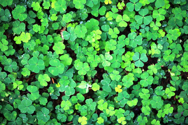 istock Background from plant clover four leaf. Irish traditional symbol. St.Patrick 's Day. 1182732977