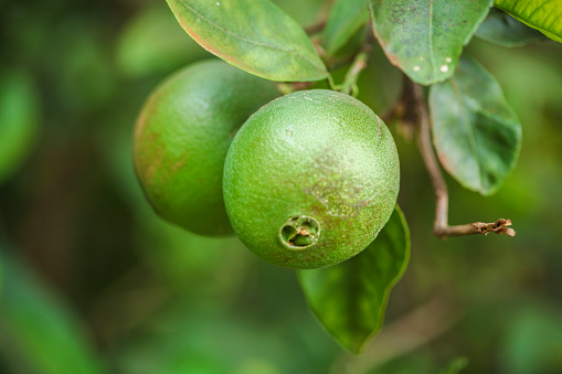 Tahitian or Persian Lime fruit in Kauai