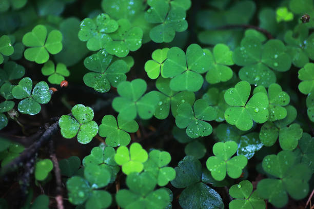 istock Background from plant clover four leaf. Irish traditional symbol. St.Patrick 's Day. 1182733248