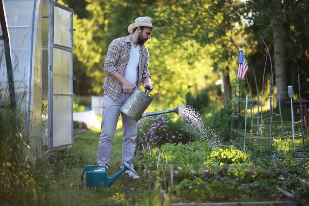istock Man farmer watering a vegetable garden 1182734435