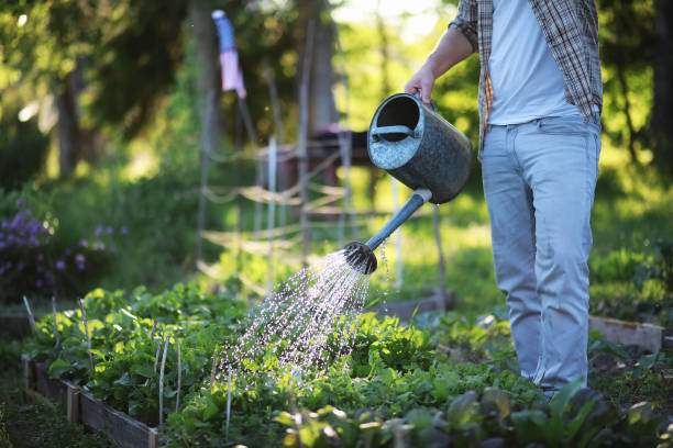 istock Man farmer watering a vegetable garden 1182734476
