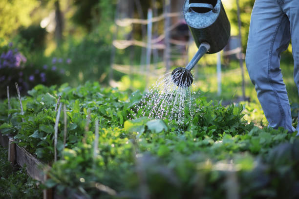 istock Man farmer watering a vegetable garden 1182734489