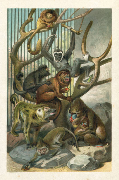 illustrations, cliparts, dessins animés et icônes de illustration de singes de vieux monde de gibbon de babouin - drill