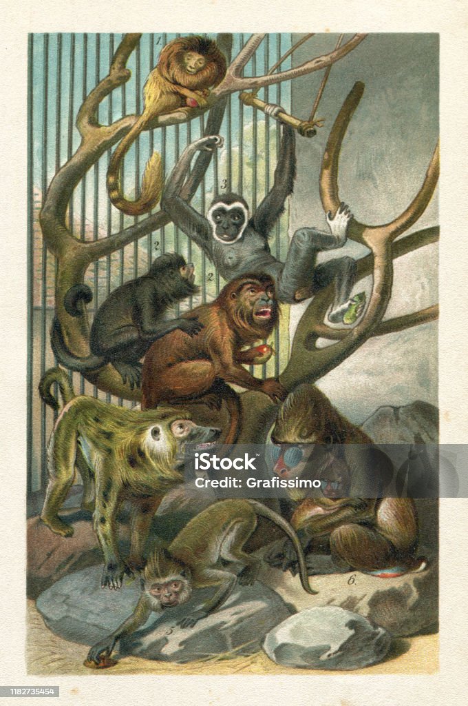 Baboon Gibbon Mandrill Old world monkeys illustration 1. The four species of lion tamarins make up the genus Leontopithecus.
2. Howler monkeys (genus Alouatta monotypic in subfamily Alouattinae) are among the largest of the New World monkeys.
3. Gibbons are apes in the family Hylobatidae.
4. Baboon - primate comprising the genus Papio, one of the 23 genera of Old World monkeys
5. The macaques constitute a genus ( Macaca ) of gregarious Old World monkeys of the subfamily Cercopithecinae
6. The mandrill ( Mandrillus sphinx ) is a primate of the Old World monkey (Cercopithecidae) family
Original edition from my own archives
Source : " Die Thierwelt R. Bommeli" 1894 Baboon stock illustration