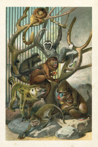 Baboon Gibbon Mandrill Old world monkeys illustration 1. The four species of lion tamarins make up the genus Leontopithecus.
2. Howler monkeys (genus Alouatta monotypic in subfamily Alouattinae) are among the largest of the New World monkeys.
3. Gibbons are apes in the family Hylobatidae.
4. Baboon - primate comprising the genus Papio, one of the 23 genera of Old World monkeys
5. The macaques constitute a genus ( Macaca ) of gregarious Old World monkeys of the subfamily Cercopithecinae
6. The mandrill ( Mandrillus sphinx ) is a primate of the Old World monkey (Cercopithecidae) family
Original edition from my own archives
Source : " Die Thierwelt R. Bommeli" 1894 mandrill stock illustrations