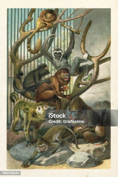 Baboon Gibbon Mandrill Old World Monkeys Illustration Stock Illustration - Download Image Now