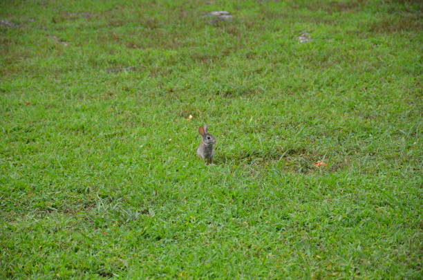 istock cute bunny or rabbit in green grass or lawn 1182735642