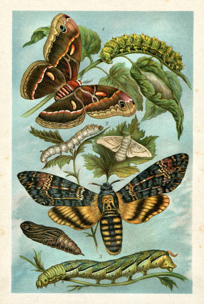 나뭇가지에 애벌레가 있는 실크 나방과 호크모스 - 누에나방 이미지 stock illustrations
