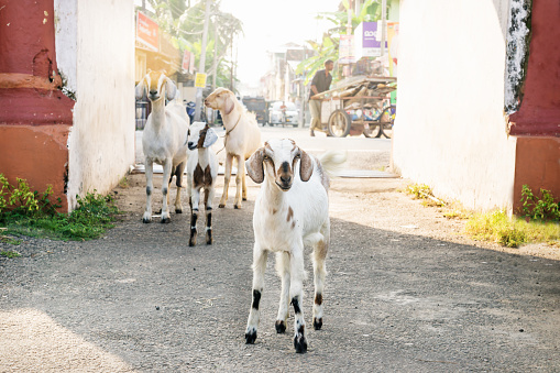 Kochi, India - 10 November 2017: Goats in a arch along busy street with a man with barrow