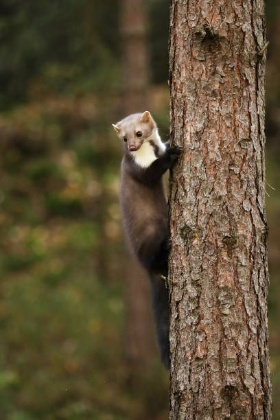 istock White breasted marten in the forest - Martes foina 1182738594
