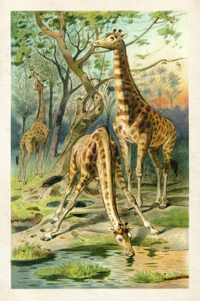 The giraffe ( Giraffa ) is an African even-toed ungulate mammal, the tallest living terrestrial animal and the largest ruminant.
Original edition from my own archives
Source : 