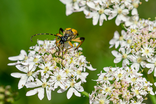 Spotted longhorn beetle (Rutpela maculata)